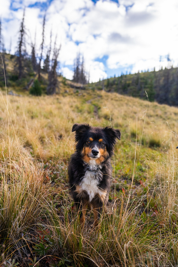 View of a tri color Australian Shepherd dog standing in a grassy mountain meadow at the West Willow Creek Trailhead near San Luis Peak in Creede Colorado United States. View of a tri color Australian Shepherd dog standing in a grassy mountain meadow at the West Willow Creek Trailhead near San Luis Peak in Creede Colorado United States.