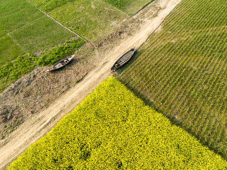 Aerial view of two boats moored near fields of vibrant yellow and green crops divided by a dirt path Sirajganj Rajshahi Division Bangladesh. Aerial view of two boats moored near fields of vibrant yellow and green crops divided by a dirt path Sirajganj Rajshahi Division Bangladesh.