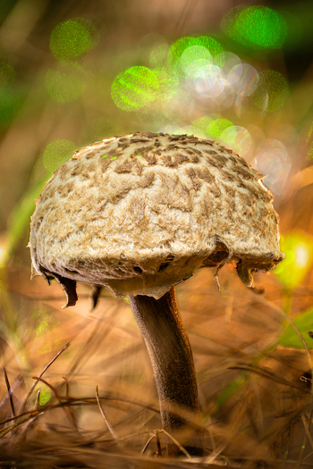 View of a solitary mushroom with a textured light brown cap and dark stem rising from the ground with a soft vibrant bokeh Kabupaten Soppeng South Sulawesi Indonesia. View of a solitary mushroom with a textured light brown cap and dark stem rising from the ground with a soft vibrant bokeh Kabupaten Soppeng South Sulawesi Indonesia.