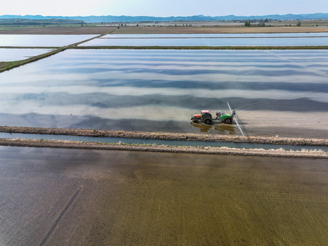 Aerial view of flooded rice fields with a tractor working in the water and cloud reflections in Trino Piedmont Italy.