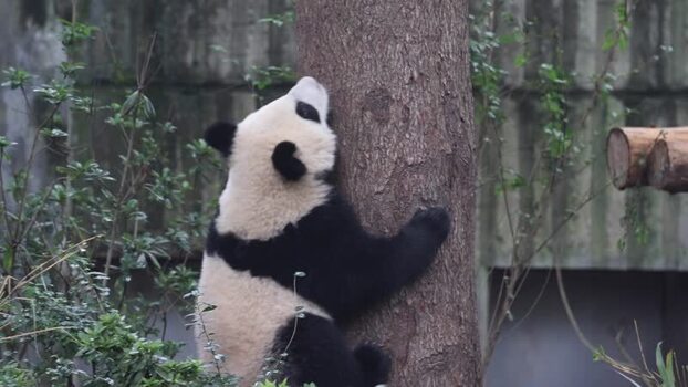 View of a giant panda climbing a tree in Chengdu China. View of a giant panda climbing a tree in Chengdu China.