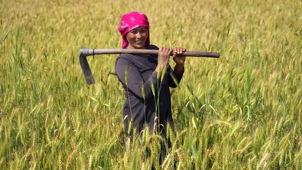 View of a woman working in a wheat field in Dang Nepal.