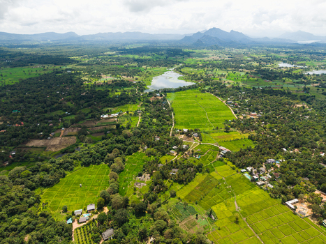 Aerial view of the lush green landscape with rice paddies and dense tropical trees against distant mountains Sigiriya Central Province Sri Lanka. Aerial view of the lush green landscape with rice paddies and dense tropical trees against distant mountains Sigiriya Central Province Sri Lanka.