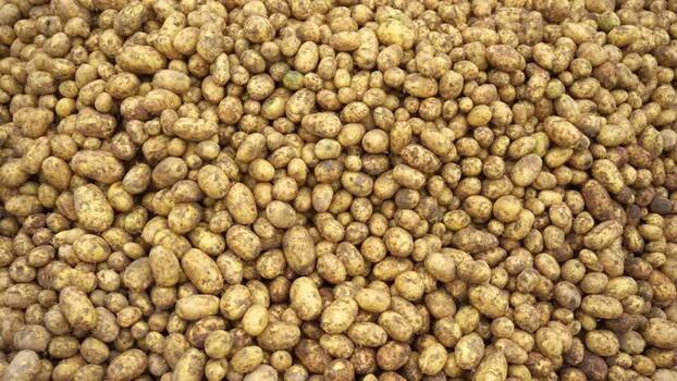 View of a large pile of freshly harvested potatoes Bangladesh.