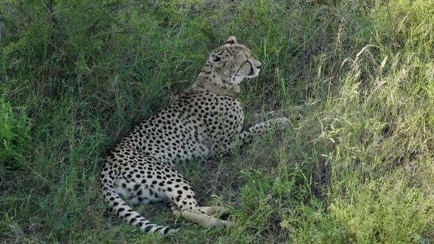 Aerial view of a cheetah in the grass in South Africa.