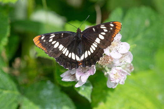 View of a butterfly with dark brown wings white bands and orange tips resting on delicate light pink flowers amidst lush green foliage in Costa Rica.