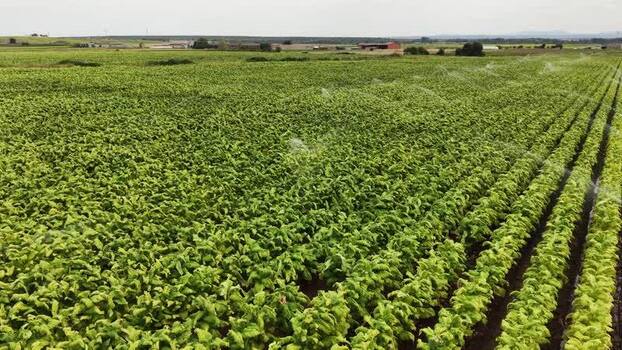 Aerial view of tobacco fields in Talayuela Spain. Aerial view of tobacco fields in Talayuela Spain.