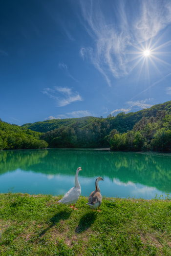 View of two geese standing on the grassy bank of a turquoise lake surrounded by lush green hills under a bright sunlit sky in Pievebovigliana Marche Italy. View of two geese standing on the grassy bank of a turquoise lake surrounded by lush green hills under a bright sunlit sky in Pievebovigliana Marche Italy.