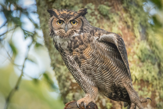 View of a Great Horned Owl perched on a mossy tree branch with detailed feathers and piercing yellow eyes in British Columbia Canada.