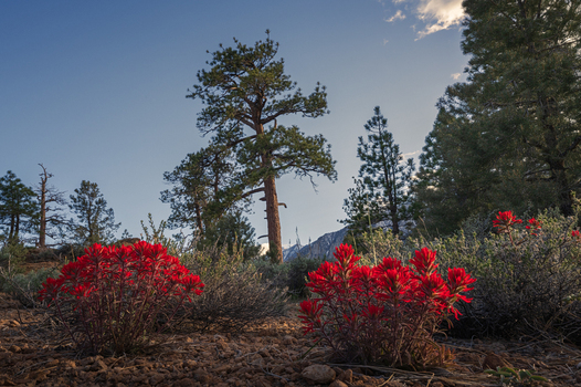 Aerial view of red wildflowers and tall pine trees against a backdrop of distant mountains in Mono County California United States. Aerial view of red wildflowers and tall pine trees against a backdrop of distant mountains in Mono County California United States.