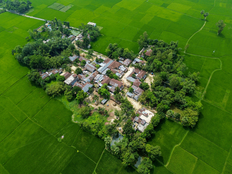 Aerial view of a rural village surrounded by vibrant green rice paddies lush trees and small ponds in Joypurhat Rajshahi Division Bangladesh. Aerial view of a rural village surrounded by vibrant green rice paddies lush trees and small ponds in Joypurhat Rajshahi Division Bangladesh.