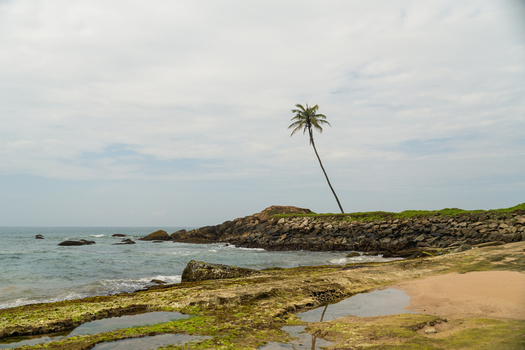 View of a single leaning palm tree on a rocky shoreline with tide pools and ocean waves under an overcast sky in Galle Southern Province Sri Lanka.