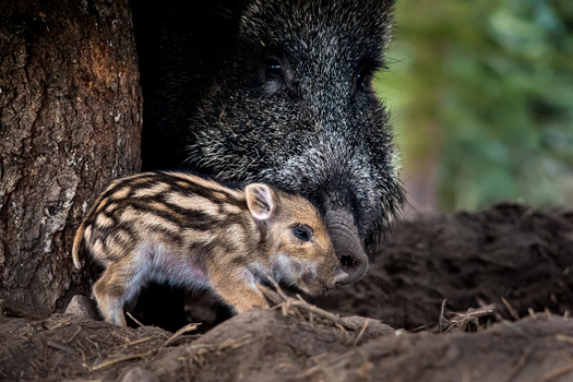 View of a wild boar and its striped piglet resting near a tree trunk in the forest in Debrzno Pomeranian Voivodeship Poland. View of a wild boar and its striped piglet resting near a tree trunk in the forest in Debrzno Pomeranian Voivodeship Poland.