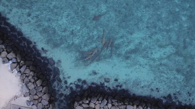 Aerial view of sharks swimming in turquoise water near Gulhi Maldives. Aerial view of sharks swimming in turquoise water near Gulhi Maldives.