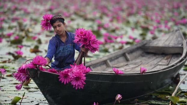 View of a boy collecting pink water lilies in a boat Bangladesh. View of a boy collecting pink water lilies in a boat Bangladesh.