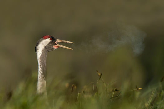 View of a common crane with its beak open and visible breath in the cold morning air surrounded by lush green grass in Debrzno Pomeranian Voivodeship Poland. View of a common crane with its beak open and visible breath in the cold morning air surrounded by lush green grass in Debrzno Pomeranian Voivodeship Poland.