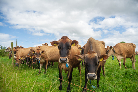 View of a herd of brown cows grazing in a lush green pasture under a bright blue sky with white clouds in Looe Cornwall United Kingdom. View of a herd of brown cows grazing in a lush green pasture under a bright blue sky with white clouds in Looe Cornwall United Kingdom.