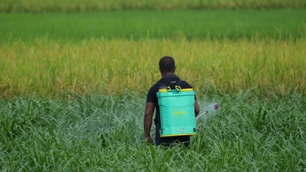 View of a farmer spraying pesticides in a green field Bangladesh.
