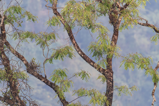 View of lush green leaves on textured tree branches against a soft misty mountain backdrop Dehong Dai and Jingpo Autonomous Prefecture Yunnan China. View of lush green leaves on textured tree branches against a soft misty mountain backdrop Dehong Dai and Jingpo Autonomous Prefecture Yunnan China.