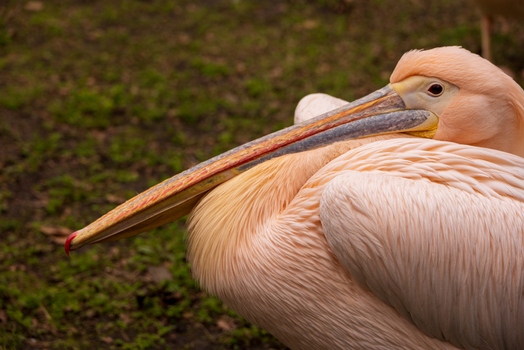 View of a great white pelican with pinkish white feathers and a long beak resting on green grass in London England United Kingdom. View of a great white pelican with pinkish white feathers and a long beak resting on green grass in London England United Kingdom.
