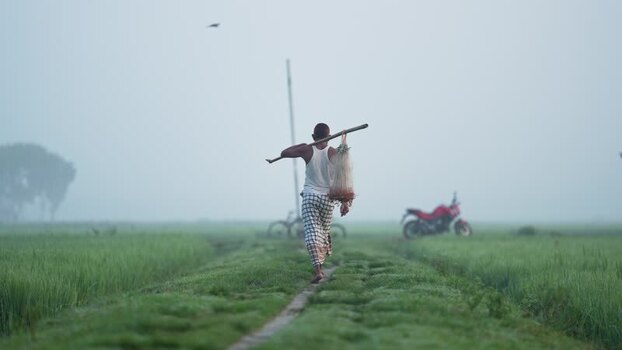 View of a man walking through misty rice fields in Bogura Bangladesh. View of a man walking through misty rice fields in Bogura Bangladesh.