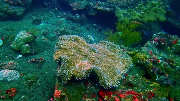 View of a sea anemone with clownfish in the waters of Indonesia.