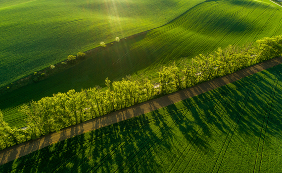 Aerial view of rolling green fields in Moravia featuring a dirt road lined with trees casting long shadows under the warm sunlight in Brno City District South Moravian Region Czechia.