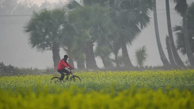 View of a man riding a bicycle through mustard fields Bangladesh. View of a man riding a bicycle through mustard fields Bangladesh.