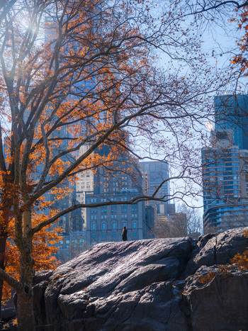 Manhattan United States 03 December 2025 View of a solitary figure atop a rocky outcrop in Central Park framed by autumnal trees and the towering skyline.