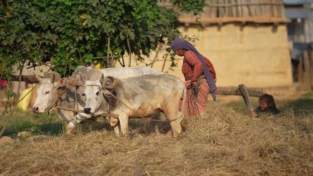 View of a woman working with oxen on a hay pile Nepal. View of a woman working with oxen on a hay pile Nepal.