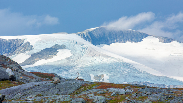 View of a reindeer resting on rocky terrain in front of a massive glacier and snow capped mountains in Fjord More og Romsdal Norway.