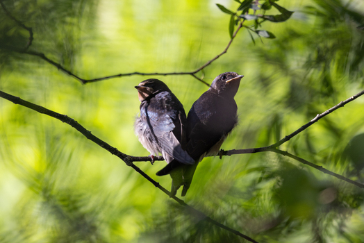 View of two swallows perched on a thin tree branch surrounded by lush green foliage in Wittenheim Grand Est France.