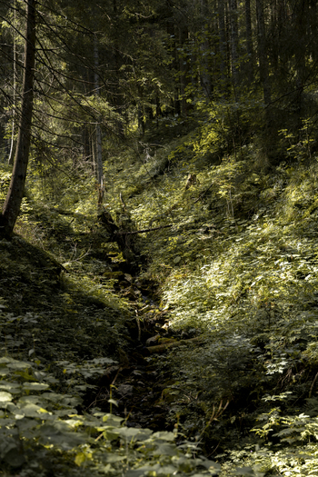 View of a small stream flowing through a dense forest with lush vegetation mossy rocks and dappled sunlight filtering through the trees in Bukowina Tatrzanska Lesser Poland Voivode Poland. View of a small stream flowing through a dense forest with lush vegetation mossy rocks and dappled sunlight filtering through the trees in Bukowina Tatrzanska Lesser Poland Voivode Poland.