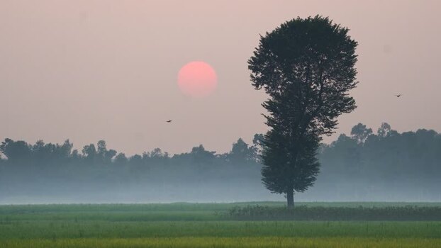 View of a lone tree in a misty field at sunrise Bangladesh. View of a lone tree in a misty field at sunrise Bangladesh.