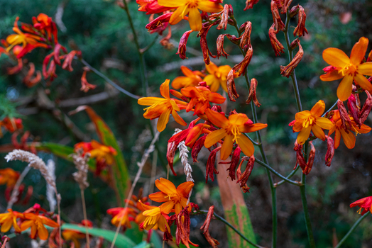 View of vibrant orange and red Crocosmia flowers with green stems and some withered petals in a natural garden setting in Looe Cornwall United Kingdom. View of vibrant orange and red Crocosmia flowers with green stems and some withered petals in a natural garden setting in Looe Cornwall United Kingdom.
