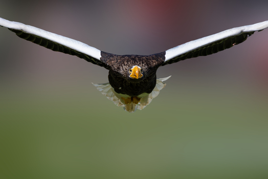 View of a Steller s sea eagle flying directly towards the camera with its massive wings spread wide against a soft green background in Selestat Grand Est France.