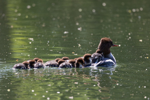 View of a female common merganser swimming in green water with several ducklings on her back and alongside her in Mulhouse Grand Est France.