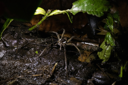 View of a spider resting on dark damp soil surrounded by green leaves in the rainforest Costa Rica. View of a spider resting on dark damp soil surrounded by green leaves in the rainforest Costa Rica.