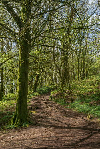 View of a dirt path winding through the mossy woodland of Golitha Falls National Nature Reserve in Liskeard England United Kingdom. View of a dirt path winding through the mossy woodland of Golitha Falls National Nature Reserve in Liskeard England United Kingdom.