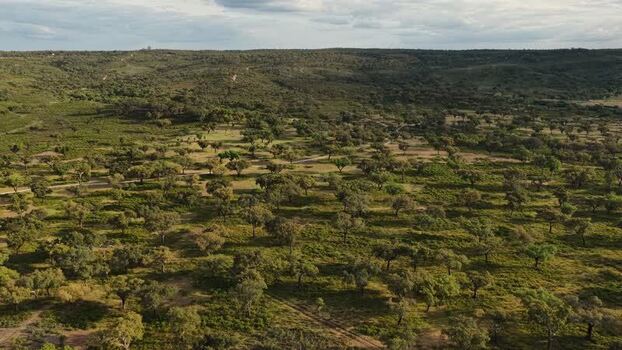 Aerial view of cork oak trees on rolling hills Portugal.