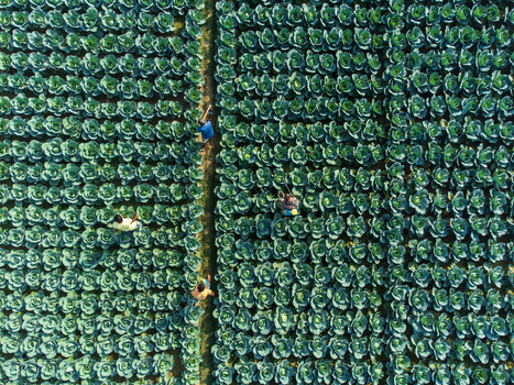 Joypurhat Bangladesh 09 December 2022 Aerial view of farmers working in a vast cabbage field with neat rows of green crops under bright sunlight.