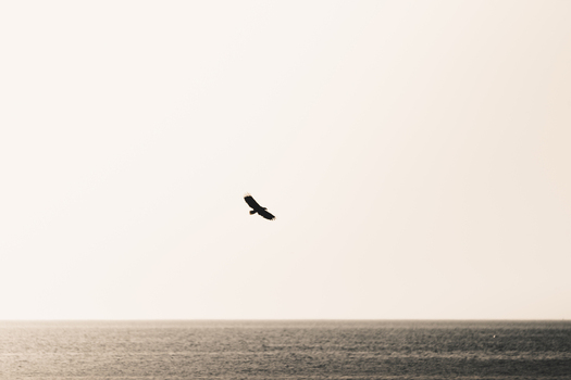 View of a white tailed eagle soaring above the sea near the island of Vormsi Laane County Estonia.