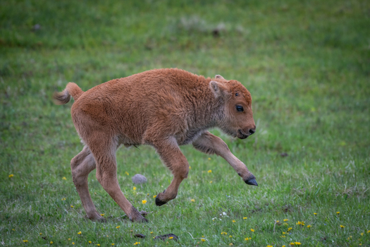 View of a young bison calf running through a lush green meadow filled with small yellow wildflowers in Yellowstone National Park Wyoming United States. View of a young bison calf running through a lush green meadow filled with small yellow wildflowers in Yellowstone National Park Wyoming United States.