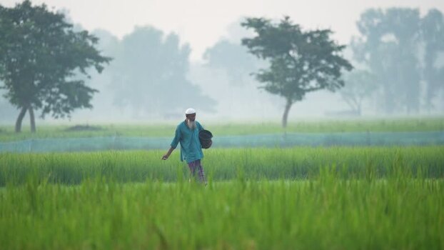 View of a farmer working in a lush rice field in Bogura Bangladesh. View of a farmer working in a lush rice field in Bogura Bangladesh.