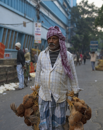 Kolkata India 06 December 2024 View of a man with a weathered face carries chickens his checkered shirt contrasting against the muted tones of the street. Kolkata India 06 December 2024 View of a man with a weathered face carries chickens his checkered shirt contrasting against the muted tones of the street.