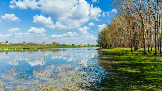 Aerial view of reflective waters mirroring the sky s fluffy clouds beside a verdant bank lined with tall slender trees Kovilj Vojvodina Serbia. Aerial view of reflective waters mirroring the sky s fluffy clouds beside a verdant bank lined with tall slender trees Kovilj Vojvodina Serbia.