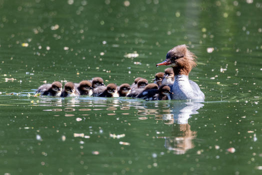 View of a female common merganser swimming on green water with a large group of ducklings following her in Mulhouse Grand Est France.