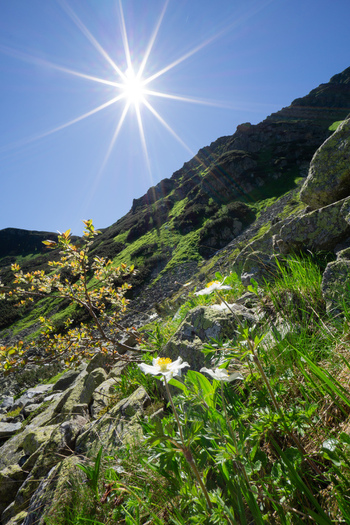 View of white alpine flowers blooming on a rocky mountain slope under a bright sun starburst at Razcestie pod Hrubou Kopou in the Western Tatras Ziar Zilina Region Slovakia. View of white alpine flowers blooming on a rocky mountain slope under a bright sun starburst at Razcestie pod Hrubou Kopou in the Western Tatras Ziar Zilina Region Slovakia.