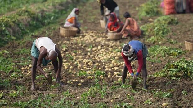 View of farmers harvesting potatoes in Patna India.