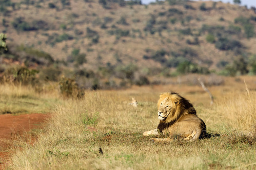 View of a majestic male lion with a thick mane resting in the golden savanna grass of Welgevonden Game Reserve Waterberg District Municipality Limpopo South Africa. View of a majestic male lion with a thick mane resting in the golden savanna grass of Welgevonden Game Reserve Waterberg District Municipality Limpopo South Africa.